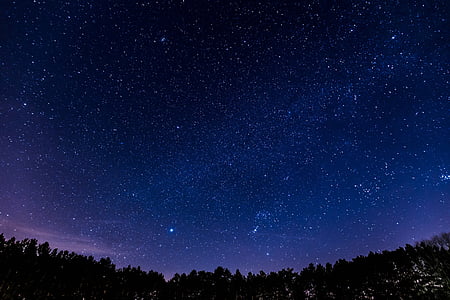 trees during nighttime thumbnail