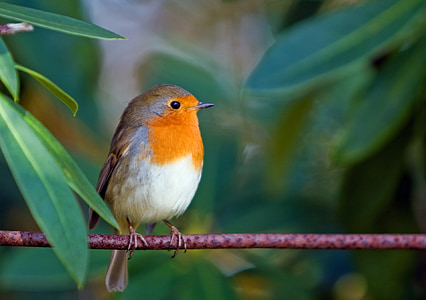 white, orange, and black bird thumbnail