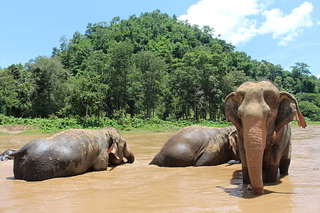 three elephants swimming thumbnail