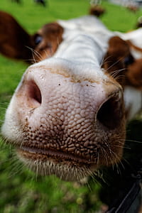 selective focus photo of cow's nose thumbnail
