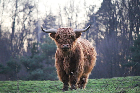 brown bison on grass field thumbnail
