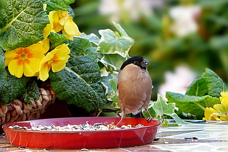 shallow focus photography of brown bird thumbnail