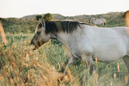 white horse during daytime thumbnail