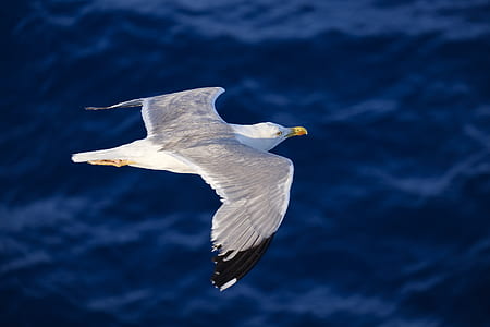 flying white seagull thumbnail