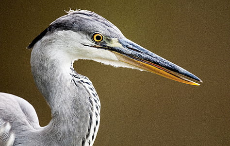 bird, animal, beak, waterfowl thumbnail