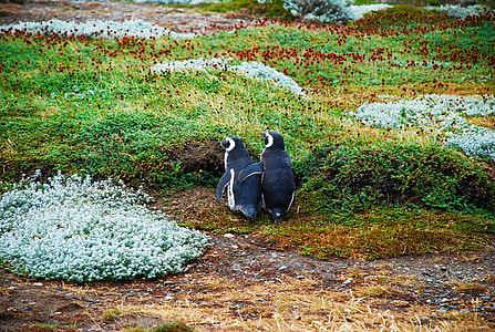 two black penguins on green grass field thumbnail
