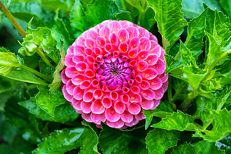 close-up photo of pink dahlia flower thumbnail