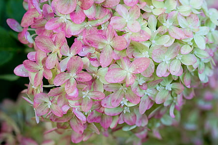 beige and pink petaled flowers thumbnail