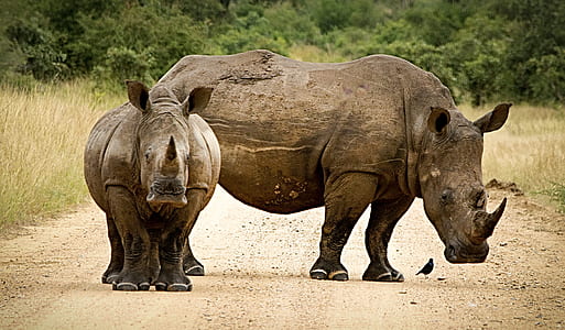 two grey rhinoceros thumbnail