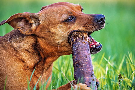 adult red miniature pinscher biting wood branch on grass field selective focus photography thumbnail