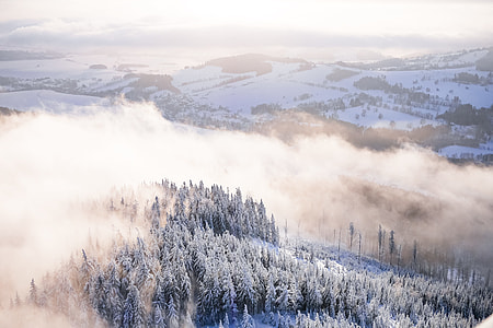 Fog In Snowy Forest Winter Scenery thumbnail