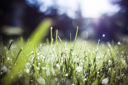 Grass Blue Feelings thumbnail