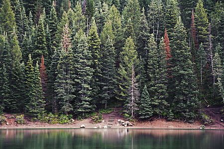 lake near trees during daytime thumbnail