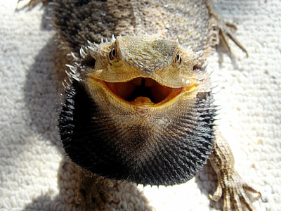 close-up photo of brown and black bearded dragon thumbnail