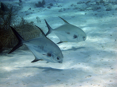 underwater photography of of two gray piranhas thumbnail