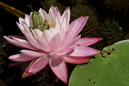 green frog in pink clustered flowers thumbnail