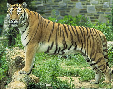 wildlife photography of Bengal tiger thumbnail
