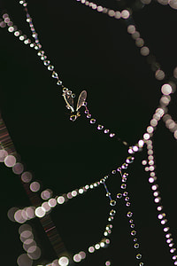 closeup of spiderweb with droplets thumbnail
