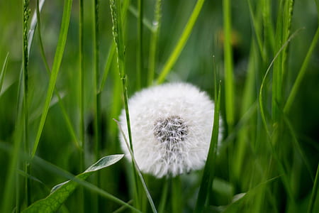 white dandelion flower during daytime thumbnail