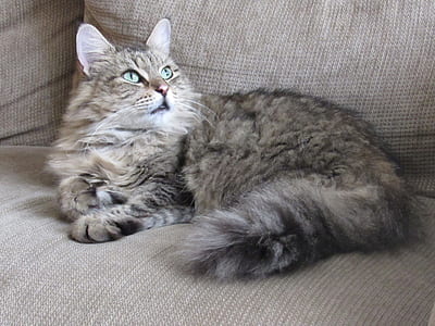 gray tabby cat thumbnail