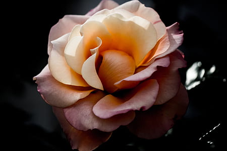 pink flower bloom thumbnail