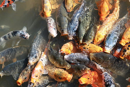 shoal of koi fish thumbnail