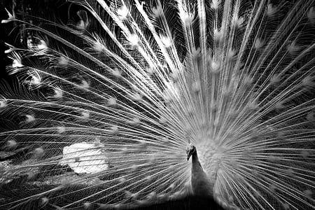 grayscale photography of white peacock thumbnail
