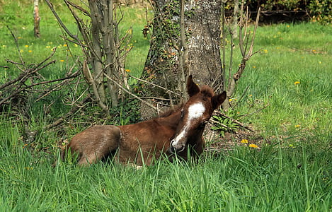 brown and white foal sitting on green grass thumbnail