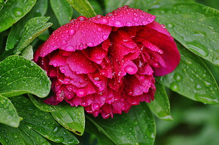 close-up photo of pink petaled flower with water dew thumbnail