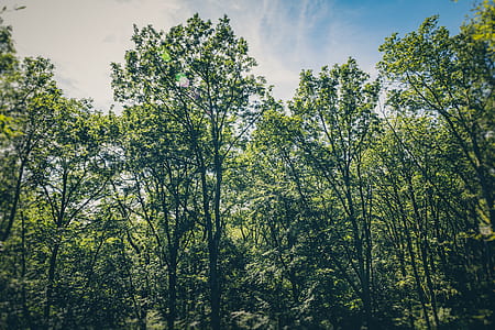wood, dawn, landscape, nature thumbnail