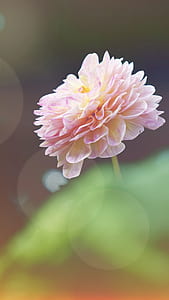 selective focus photography of pink dahlia flower thumbnail