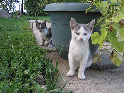 two white and grey cats sitting on concrete pavement near plastic plant pot thumbnail