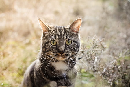 selective focus photography of brown tabby cat thumbnail