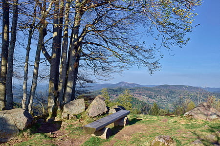 wooden bench near trees in cliff at daytime thumbnail