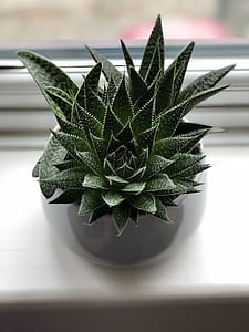 green leafed plant in white ceramic vase near window shallow focus photography thumbnail