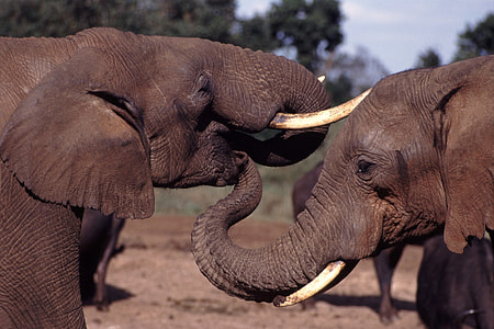 selective focus photo of two brown elephants thumbnail