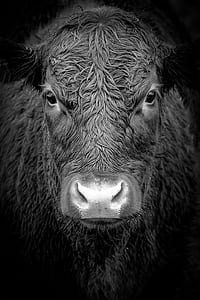 grayscale photography of yak thumbnail