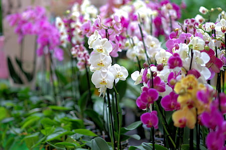 white and purple orchid flowers thumbnail