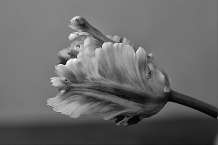 grayscale photography of flower thumbnail