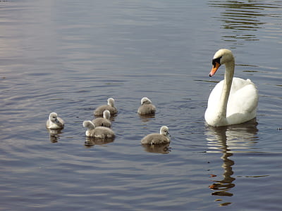 white duck on body of water thumbnail