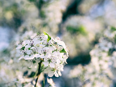 selective focus photography of white cherry blossoms thumbnail