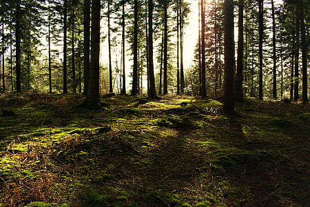 photography of trees thumbnail