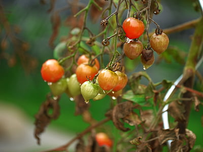 selective focus photography of fruits thumbnail