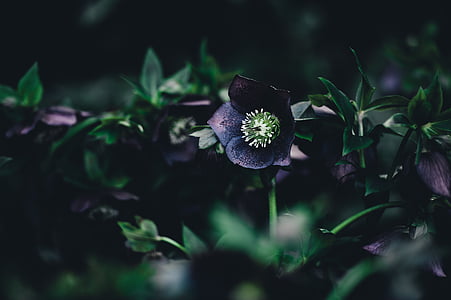 selective focus photo of purple pasque flower thumbnail