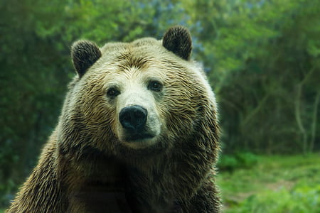 macro shot photography of brown bear thumbnail