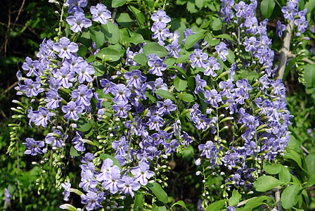 Duranta Erecta, Verbenaceae thumbnail