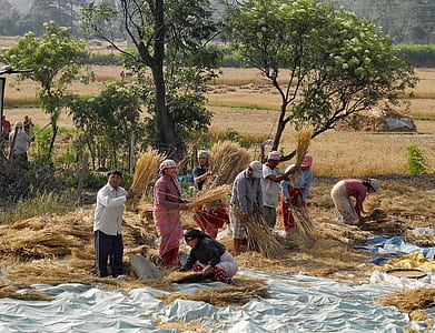 group of people holding hays on field thumbnail