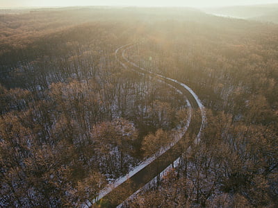 bird's eye view of road between trees thumbnail