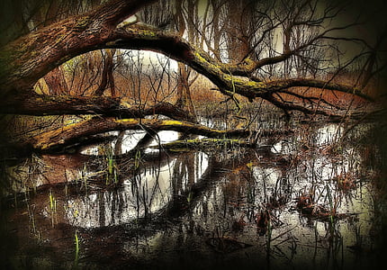 landscape photo of tree on body of water thumbnail