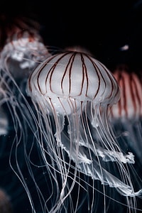 grey jelly fish thumbnail